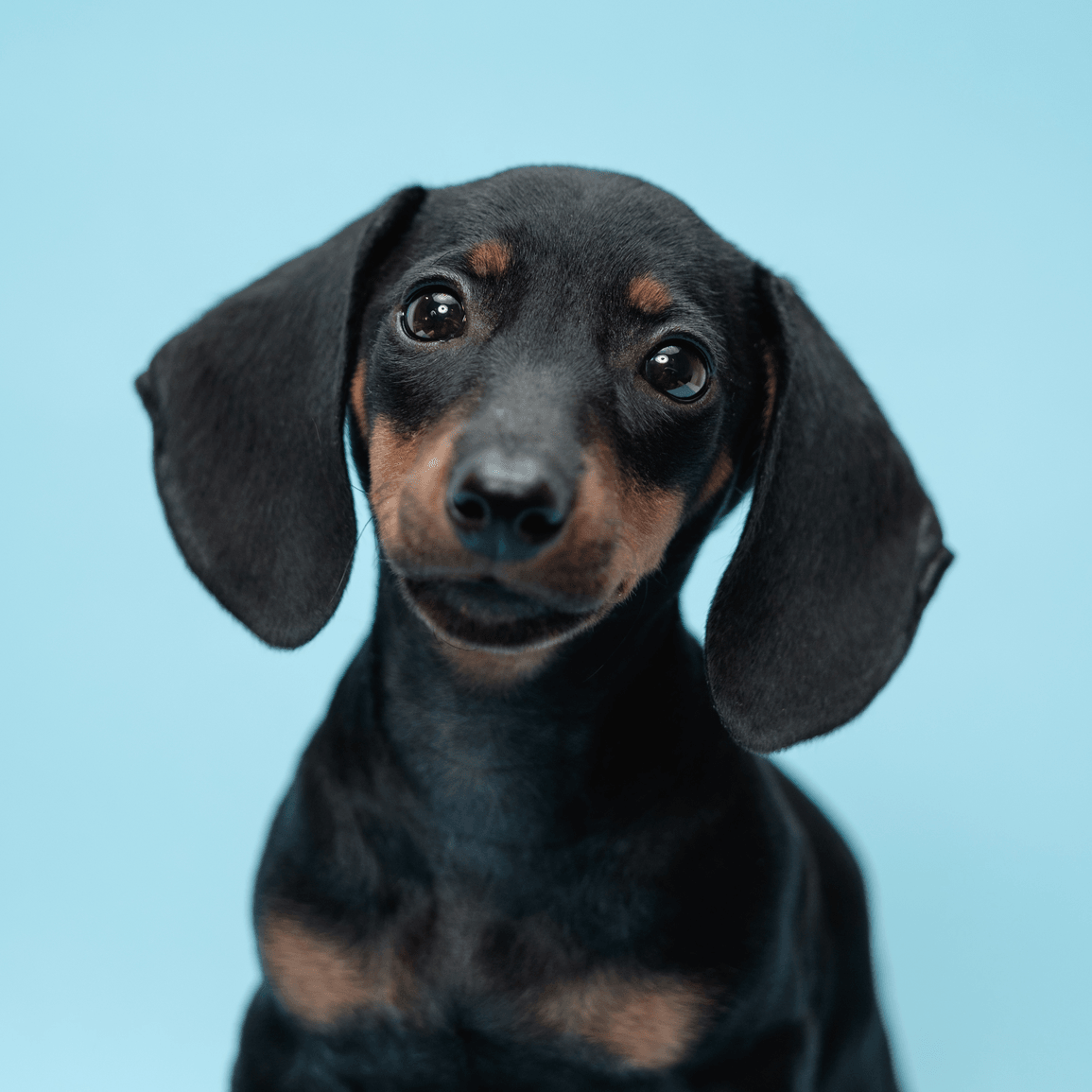 Kleiner schwarzer Hund auf hellblauem Hintergrund.